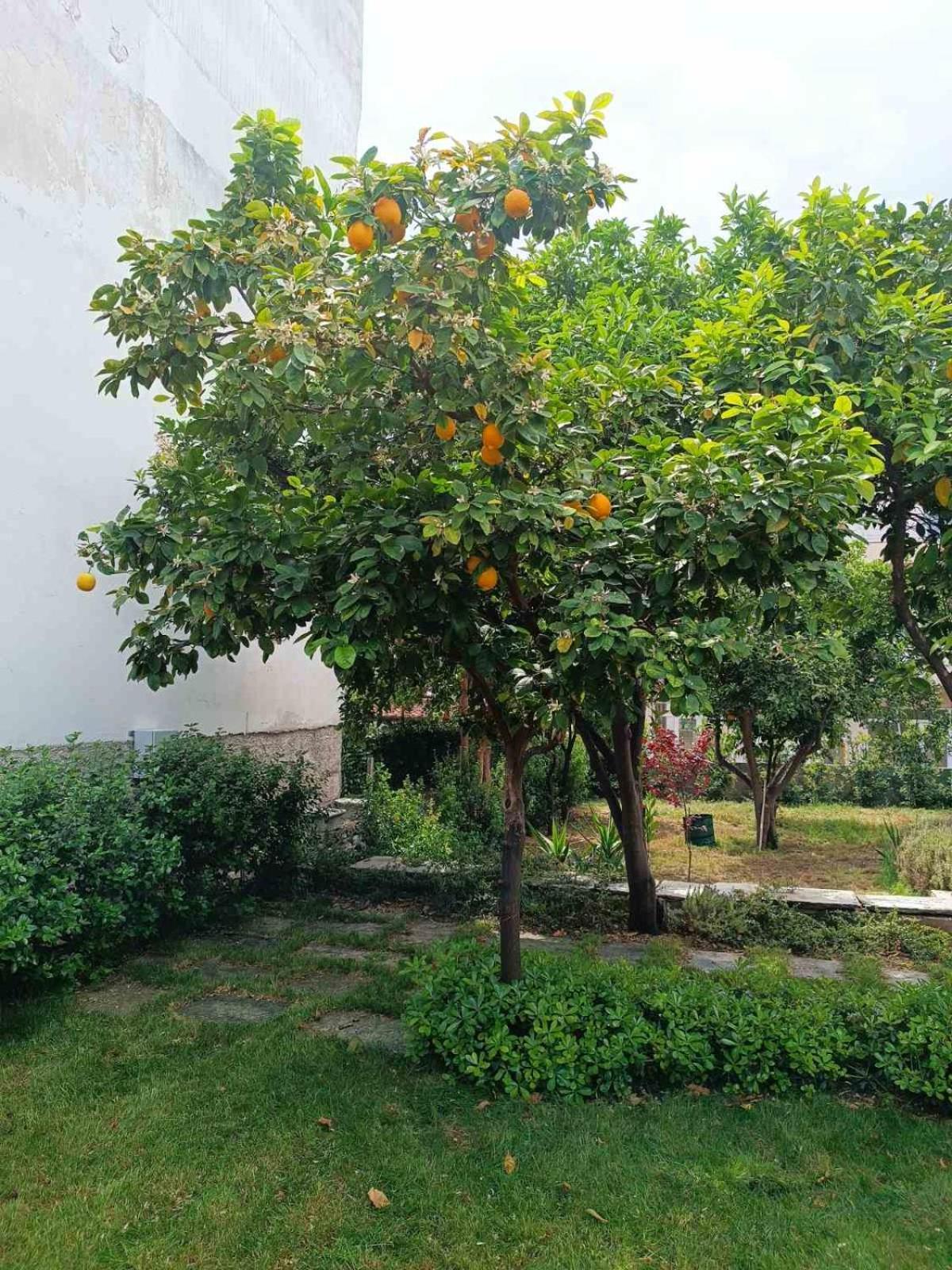 Betty'S Garden House Villa Nea Anchialos Exterior photo